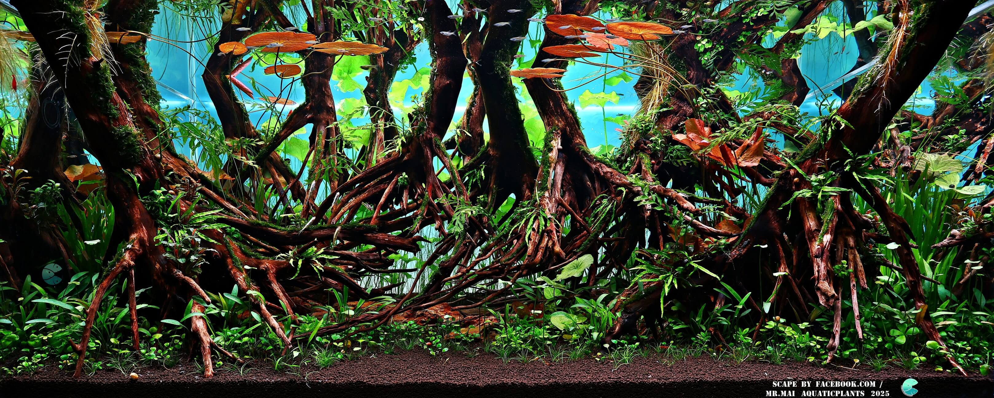 Aquascaping steps - Red Filter - IAPLC 2025 Winning Works - Nobphacha Yimyou / Thailand Aquascaping steps - Red Filter - IAPLC 2025 Winning Works - Nobphacha Yimyou / Thailand